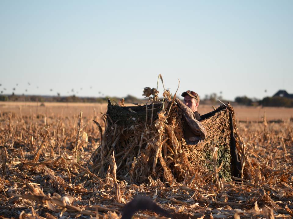 Goose hunting field blind - Africa.jpg